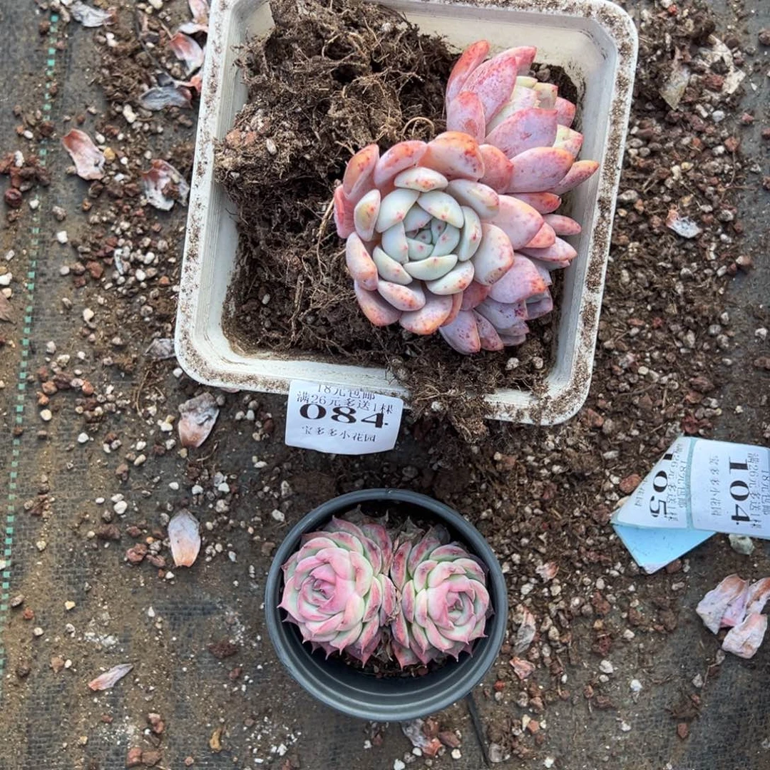 ****妈084号2颗量拍多肉满18元包邮下午发货