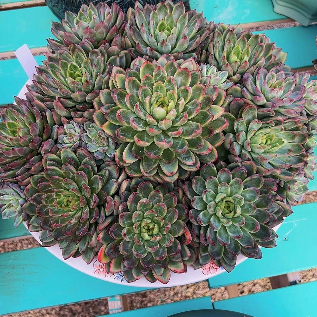 好看1111111111111111