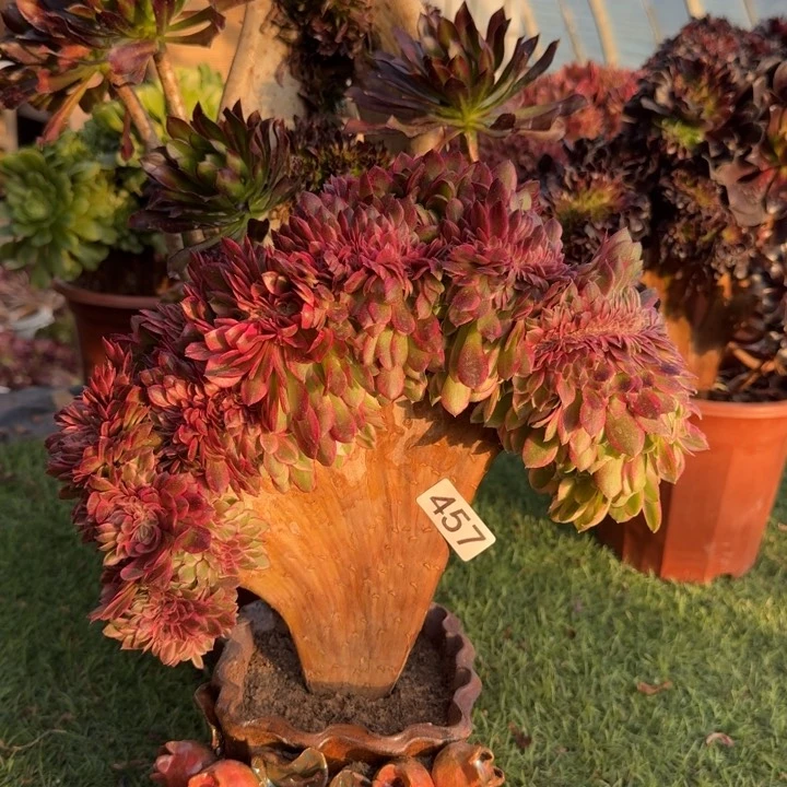 荔枝法师锦缀化457