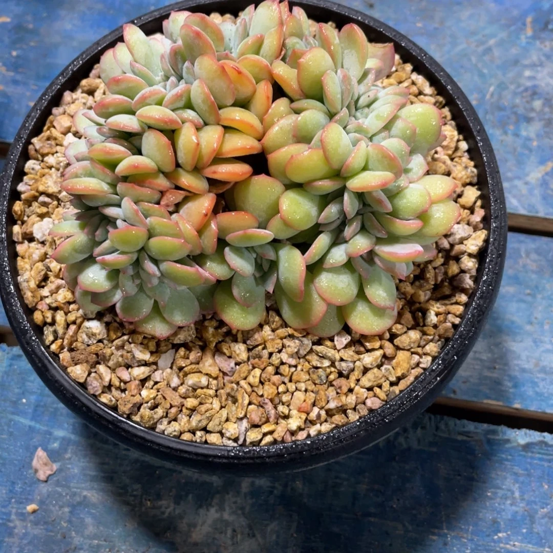 *****一物一拍中通快递