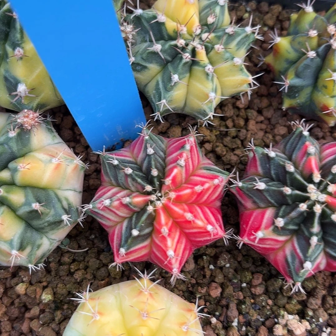 Z1116-1114泰国米哈