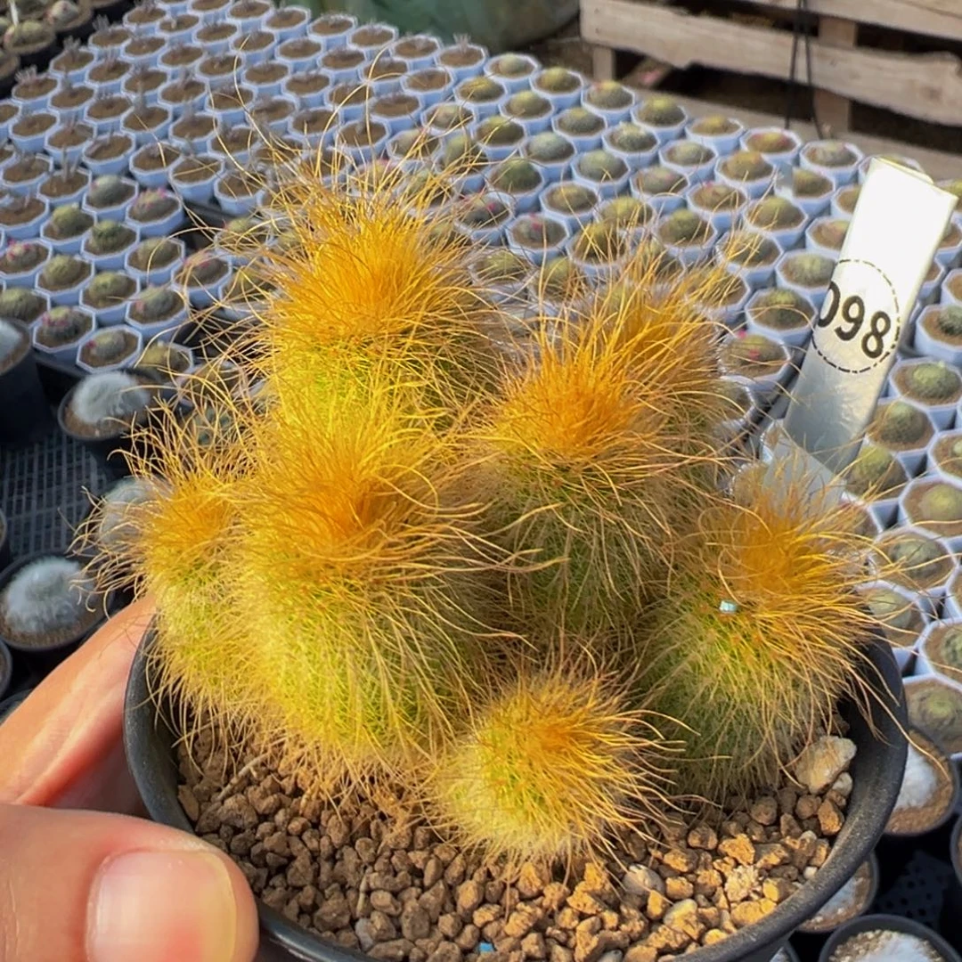 068实生根金丝猴仙人球多肉植物带盆土