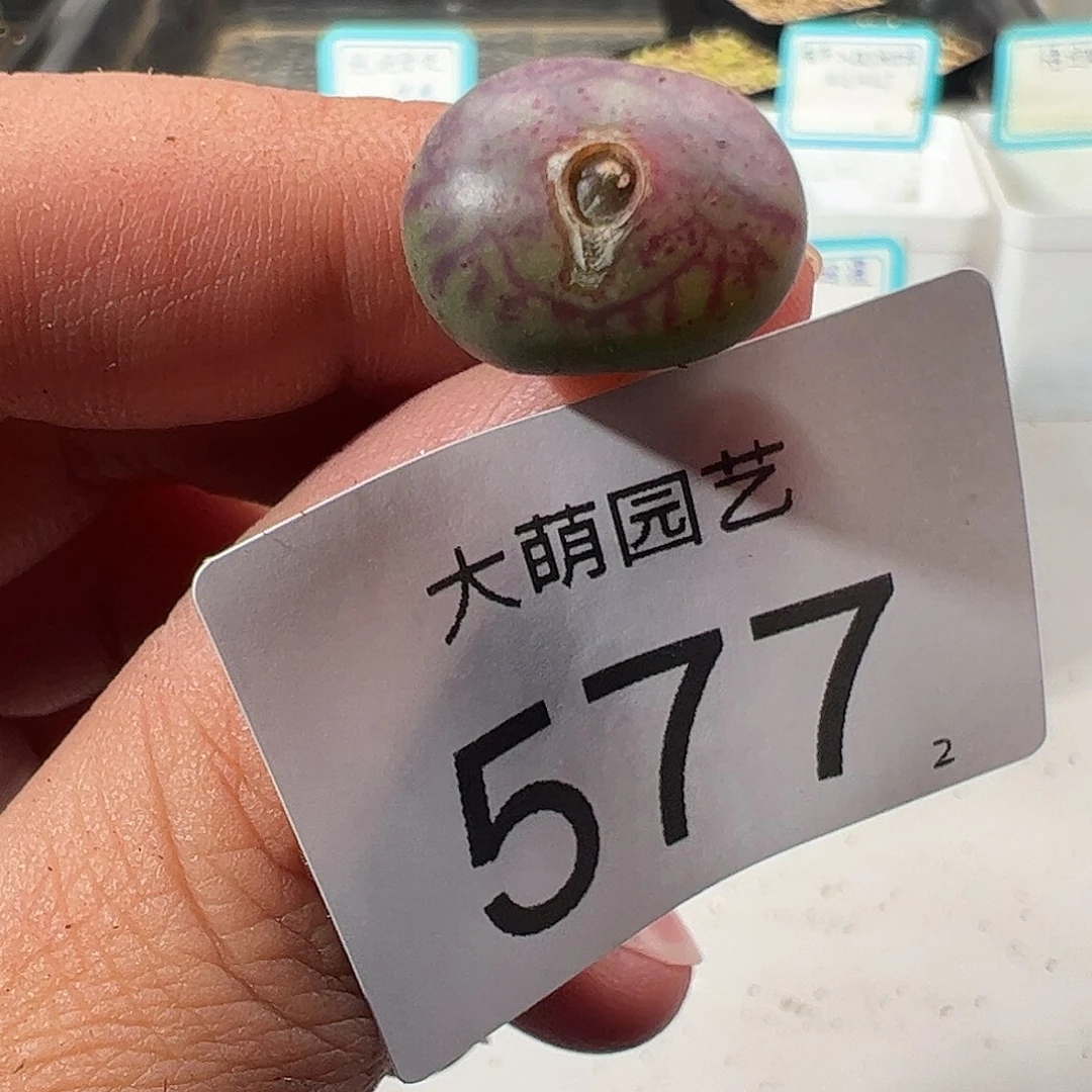 0000577 一物一拍……