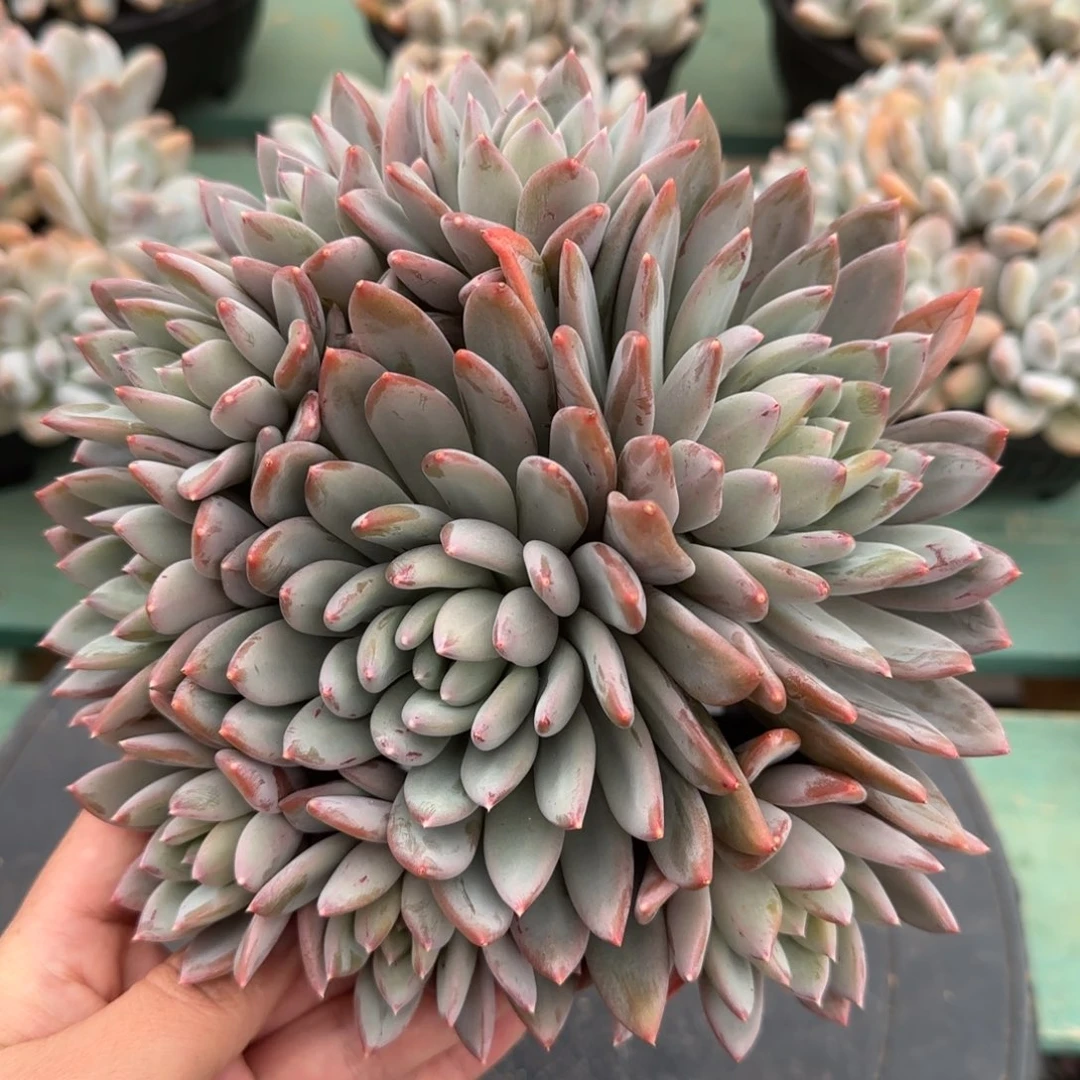 星座美人9头，发货点延迟