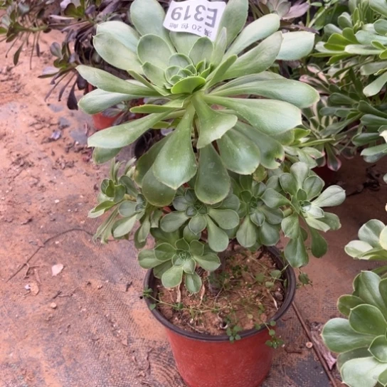 319军美丽不包断枝