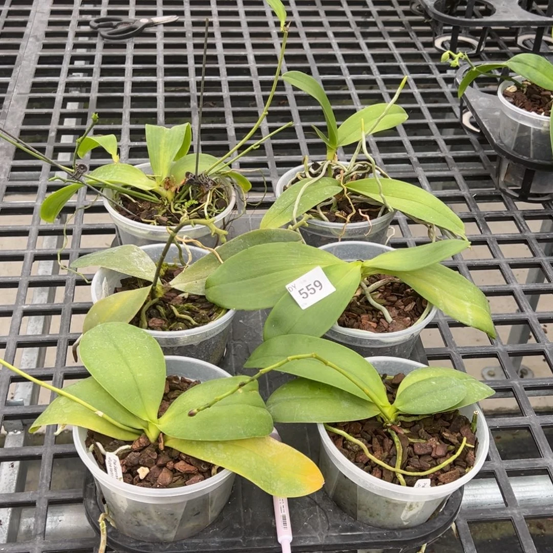 全部花苞559号特价58/6颗瑕疵苗根叶不好裸根发货任何原因不售后