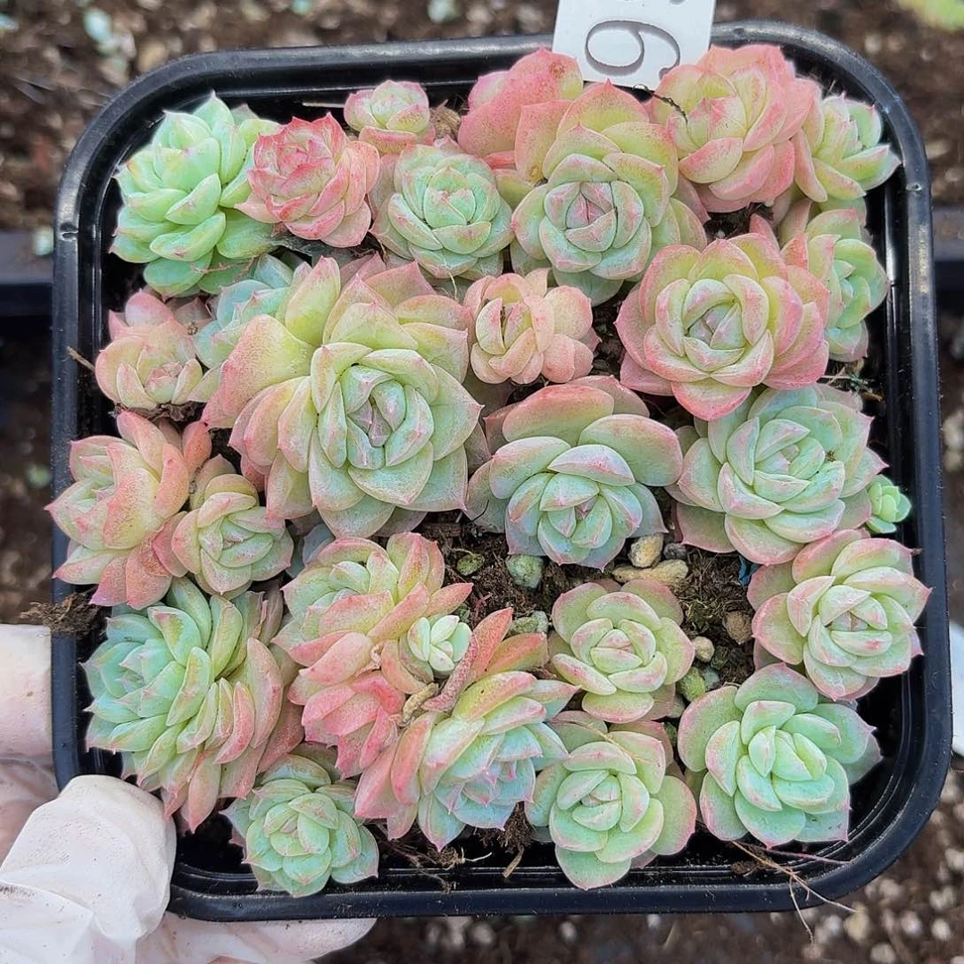 多肉植物多肉植物99