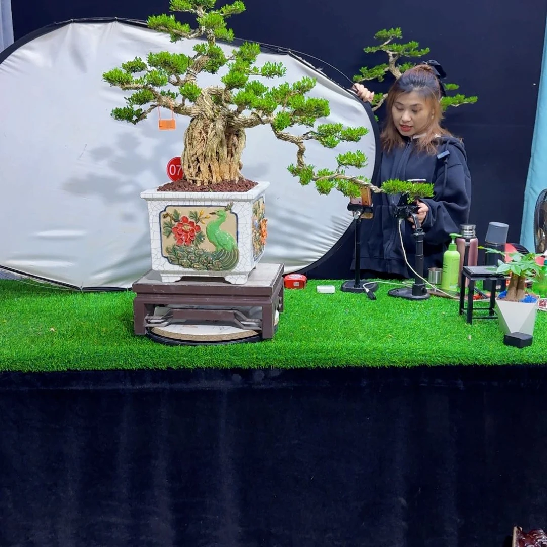 当前无花朵，栽培后可花朵