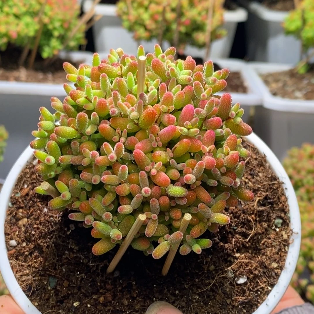 阳*蜜桔糖球枝干番杏D429带盆土