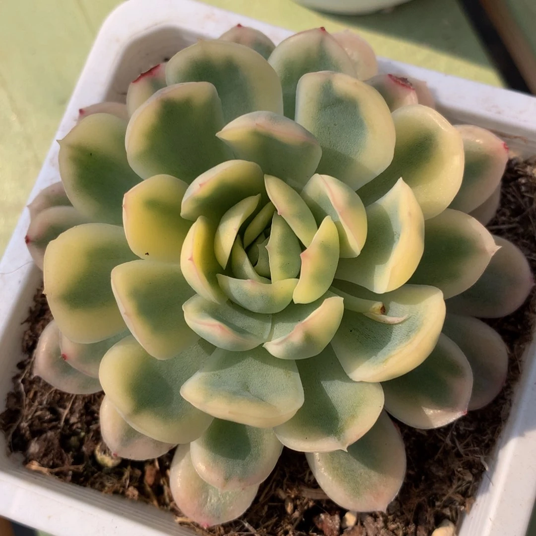 草莓冰锦锦上园艺一物一拍