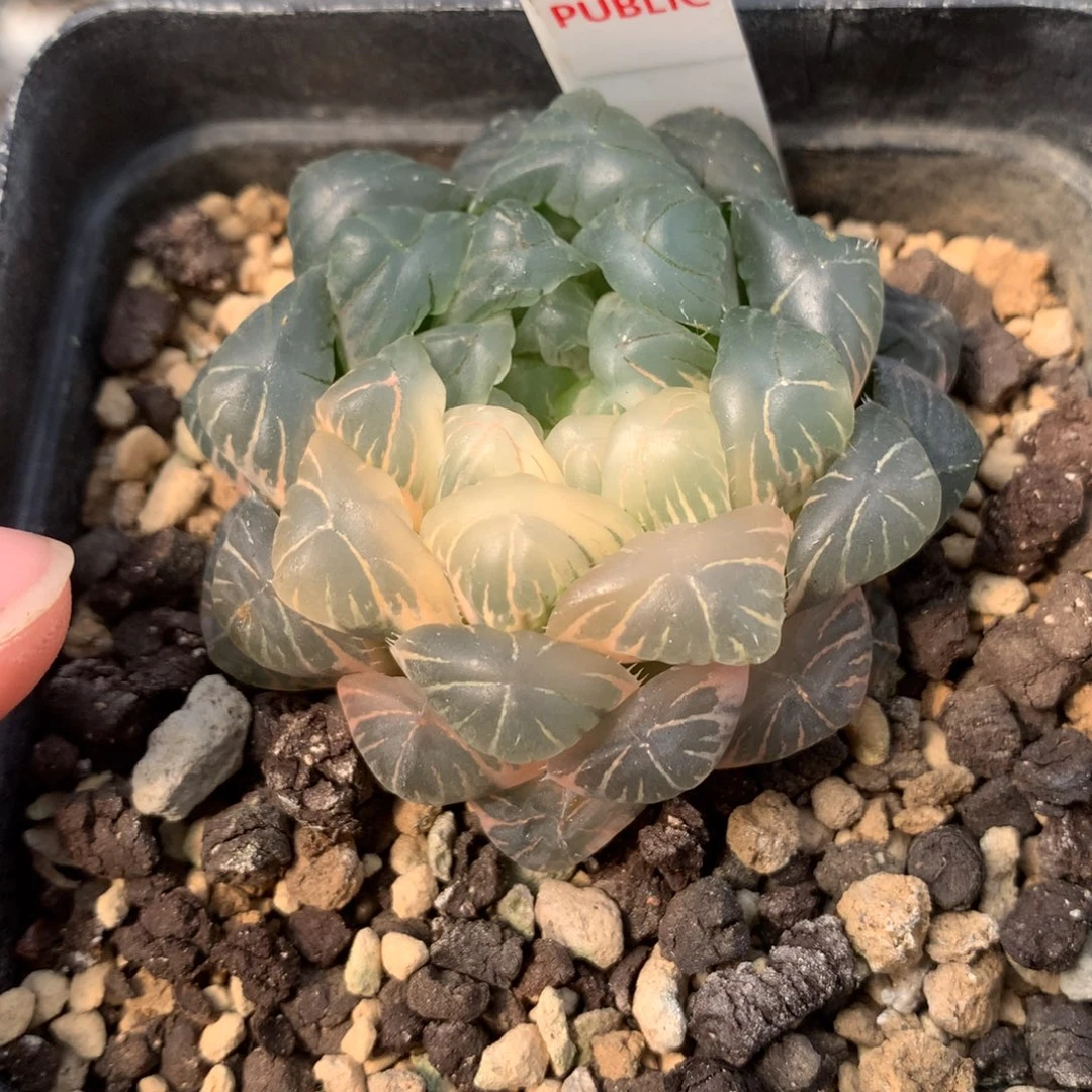 574实生玉露多肉植物十二卷