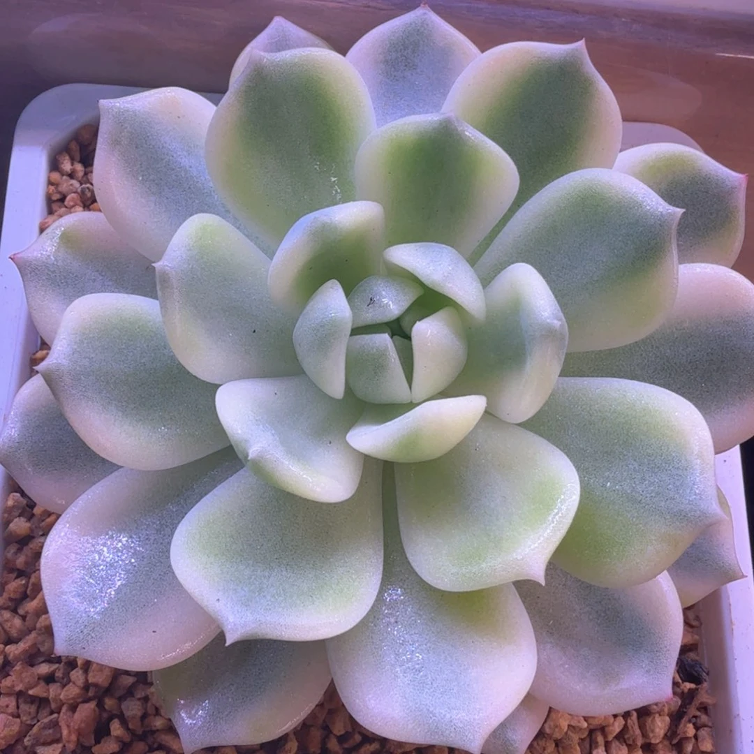 霜花锦 多肉植物锦