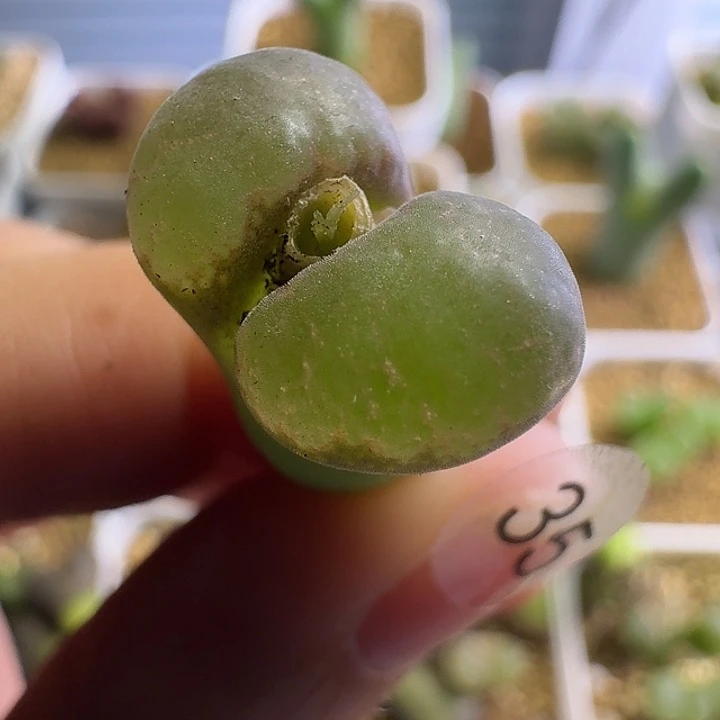 35.......多肉.........