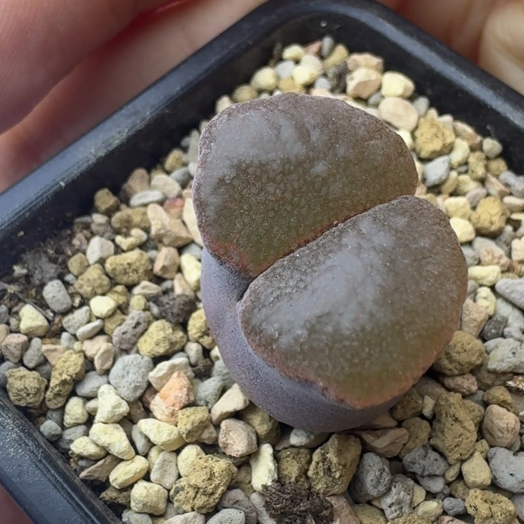 43号单头雪花窗一物一拍