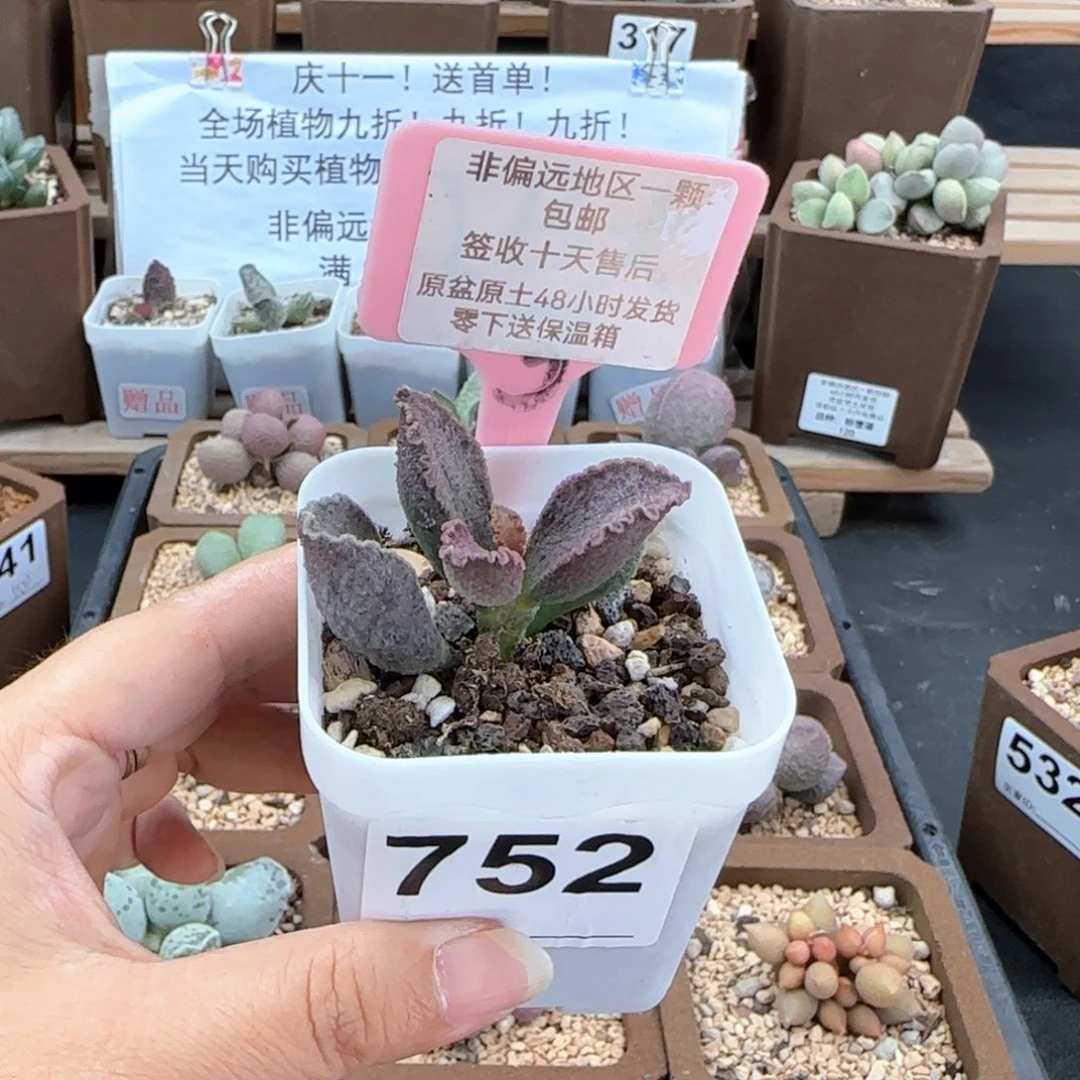 752昭君多肉植物