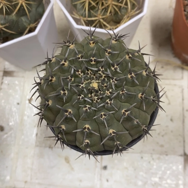 实生黑刺凤头特价2