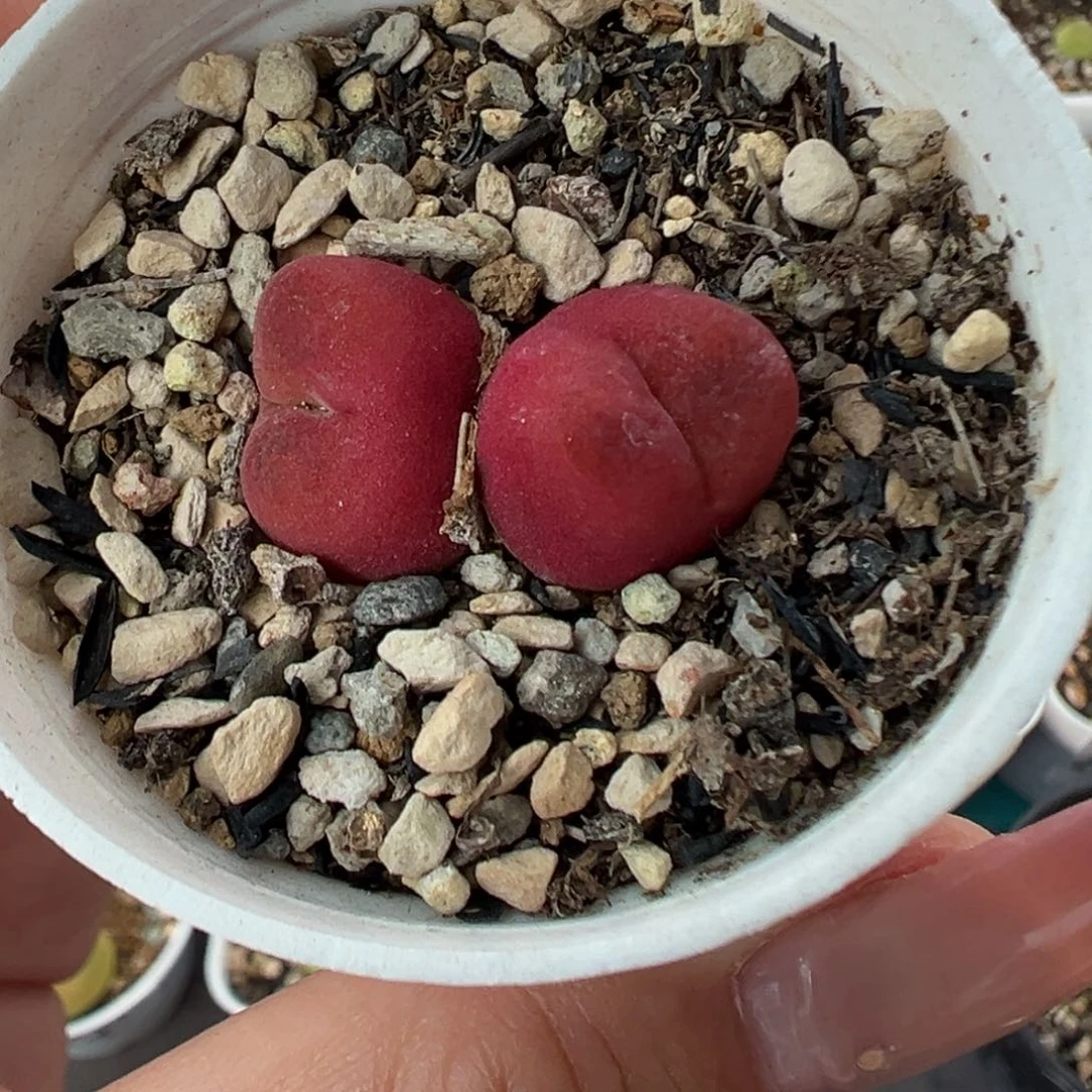 315水蜜桃双头带盆土发货