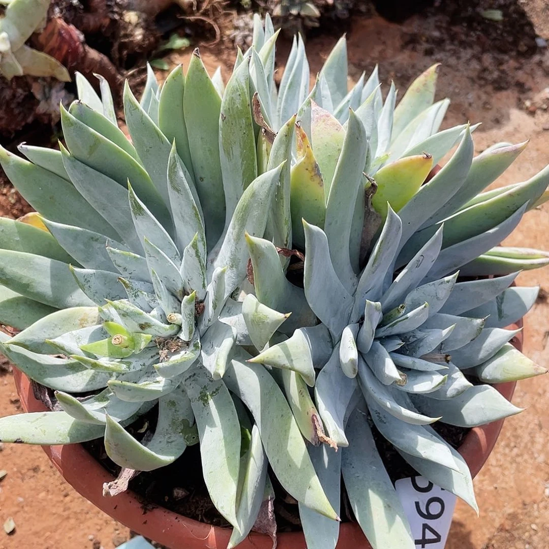 雪山超大群老桩多头5949