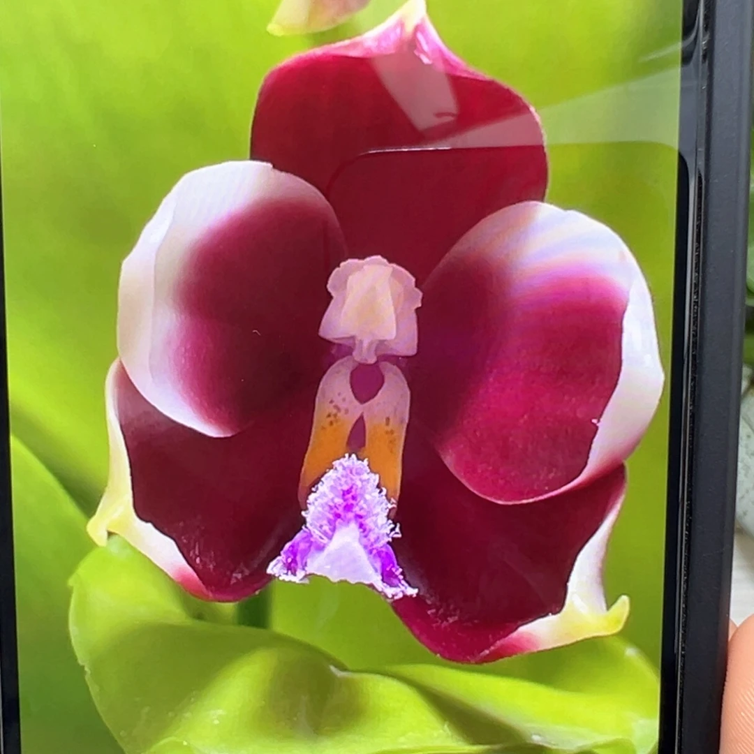 当前无花栽培后可以开花