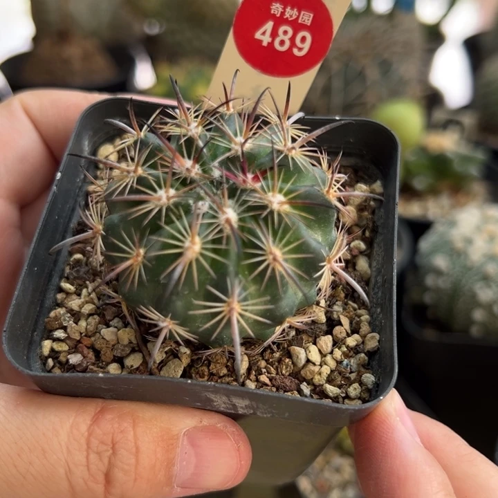 实生狂黑刺琥爪玉4.4cm