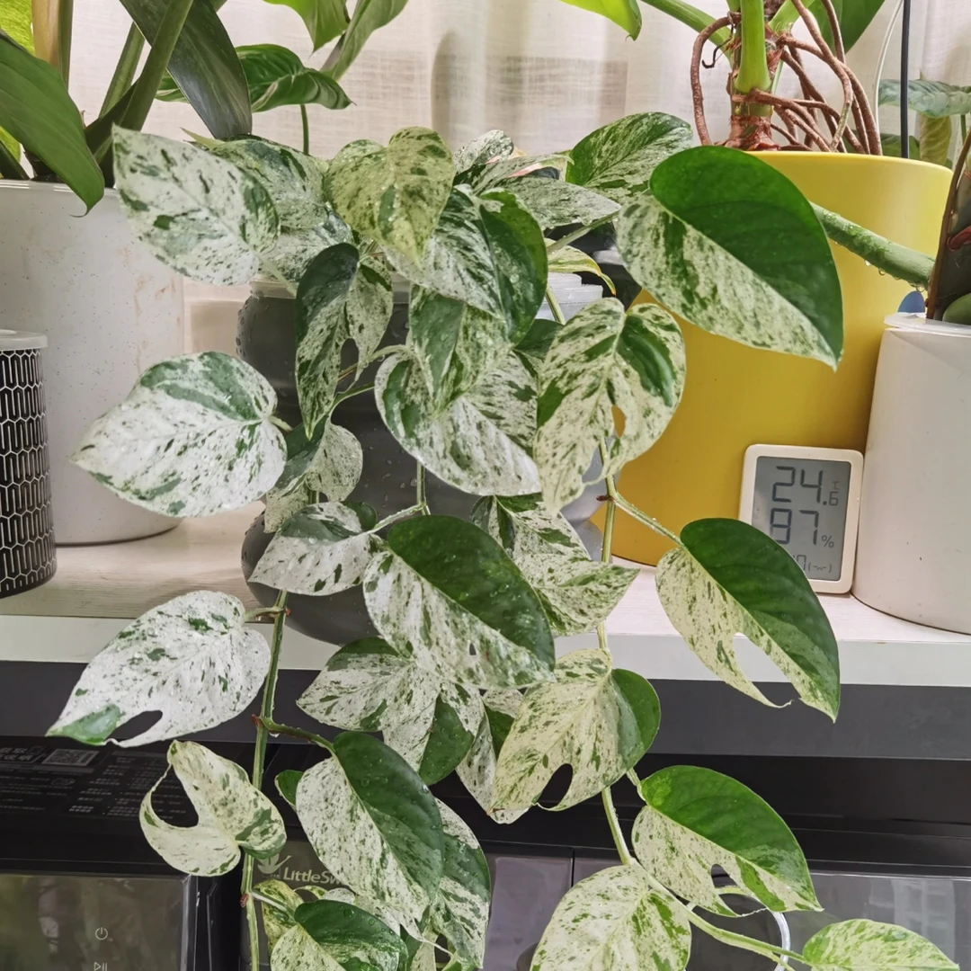 【小苗】薄荷麒麟尾ins风热植耐热多年生可爬藤适合阳台客厅