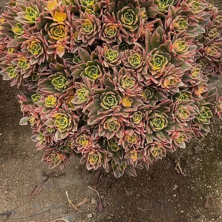 多肉甜茶202多肉