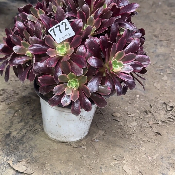 772。