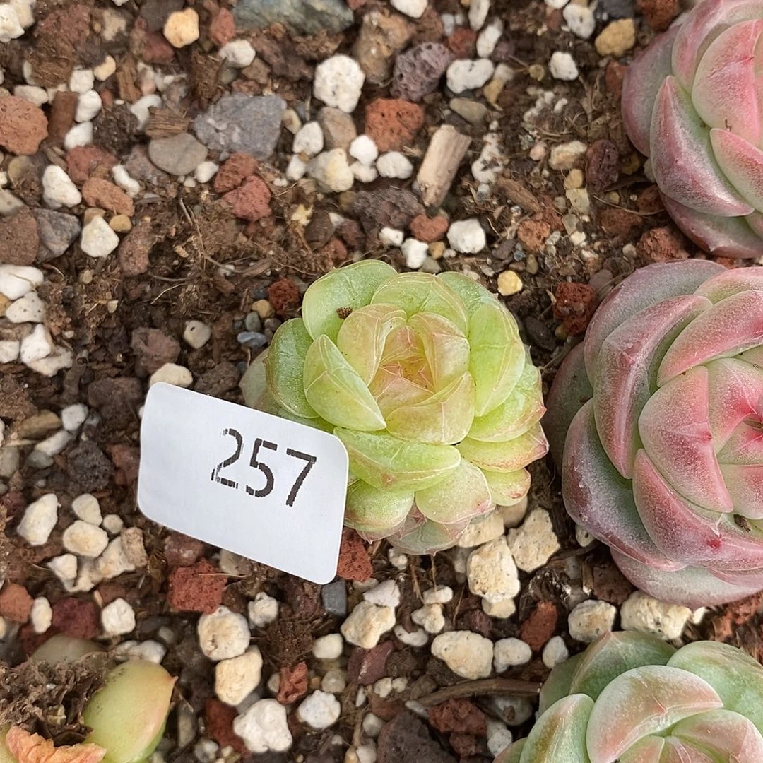 一物一拍一物一拍1024-257