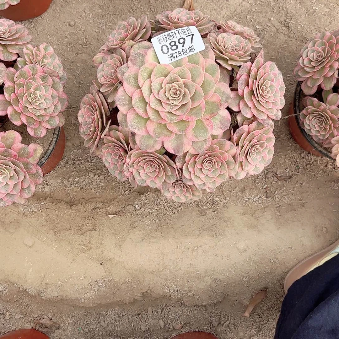 N. 897云和多肉1111