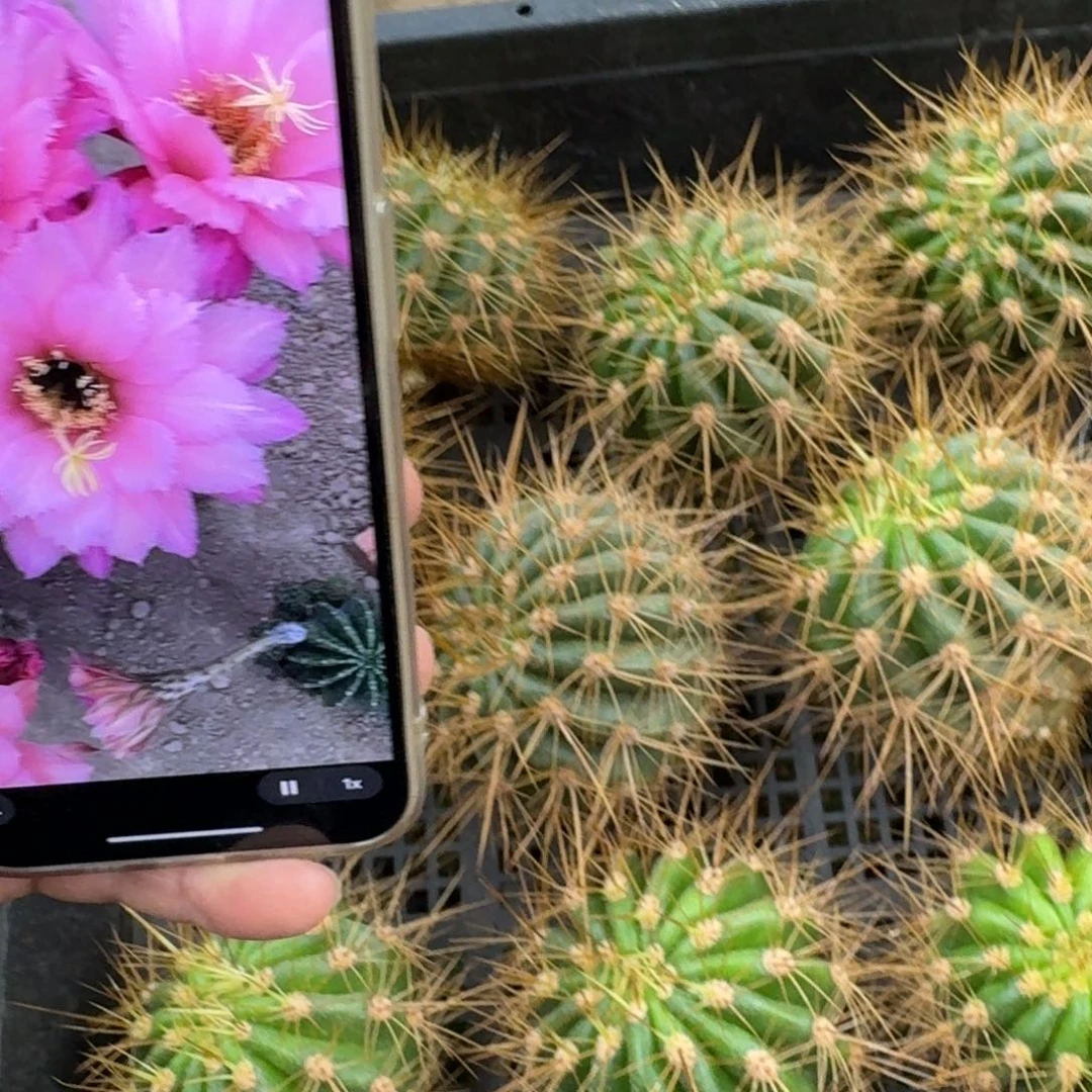 343毛保罗歪无根侧牙5公分左右，20包邮