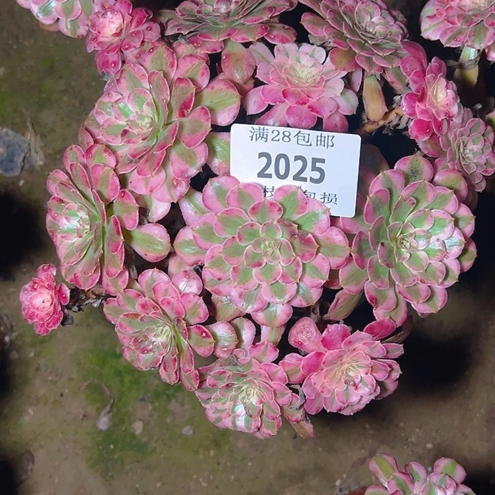 2025红铜白多肉植物
