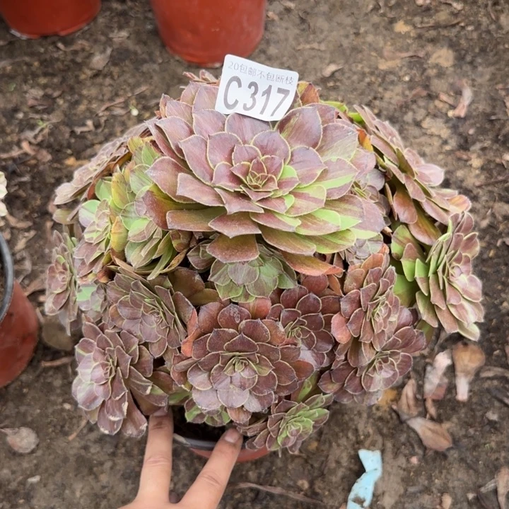 花月夜……多肉植物……