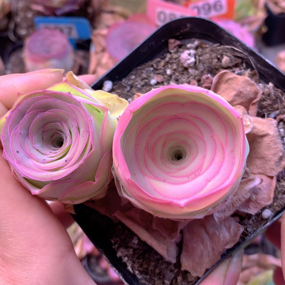 耗****柔一物一拍开播福利993