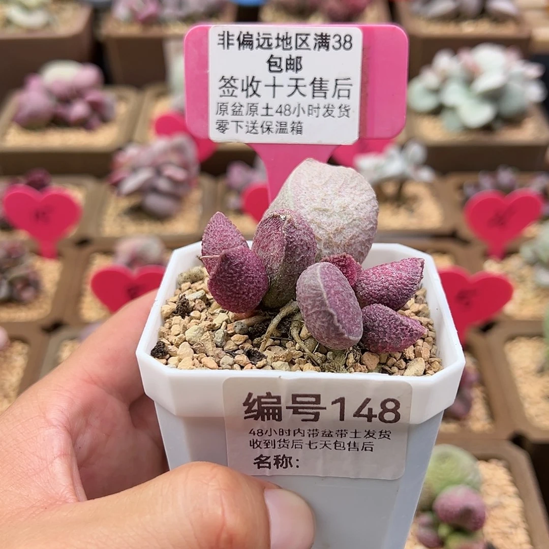 涟*148哈默猪肝多肉植物