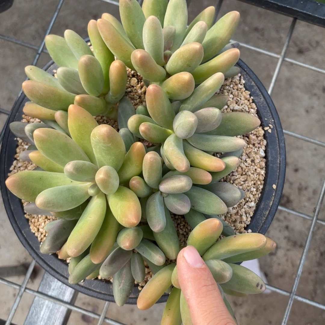 糖果多肉植物多头群888