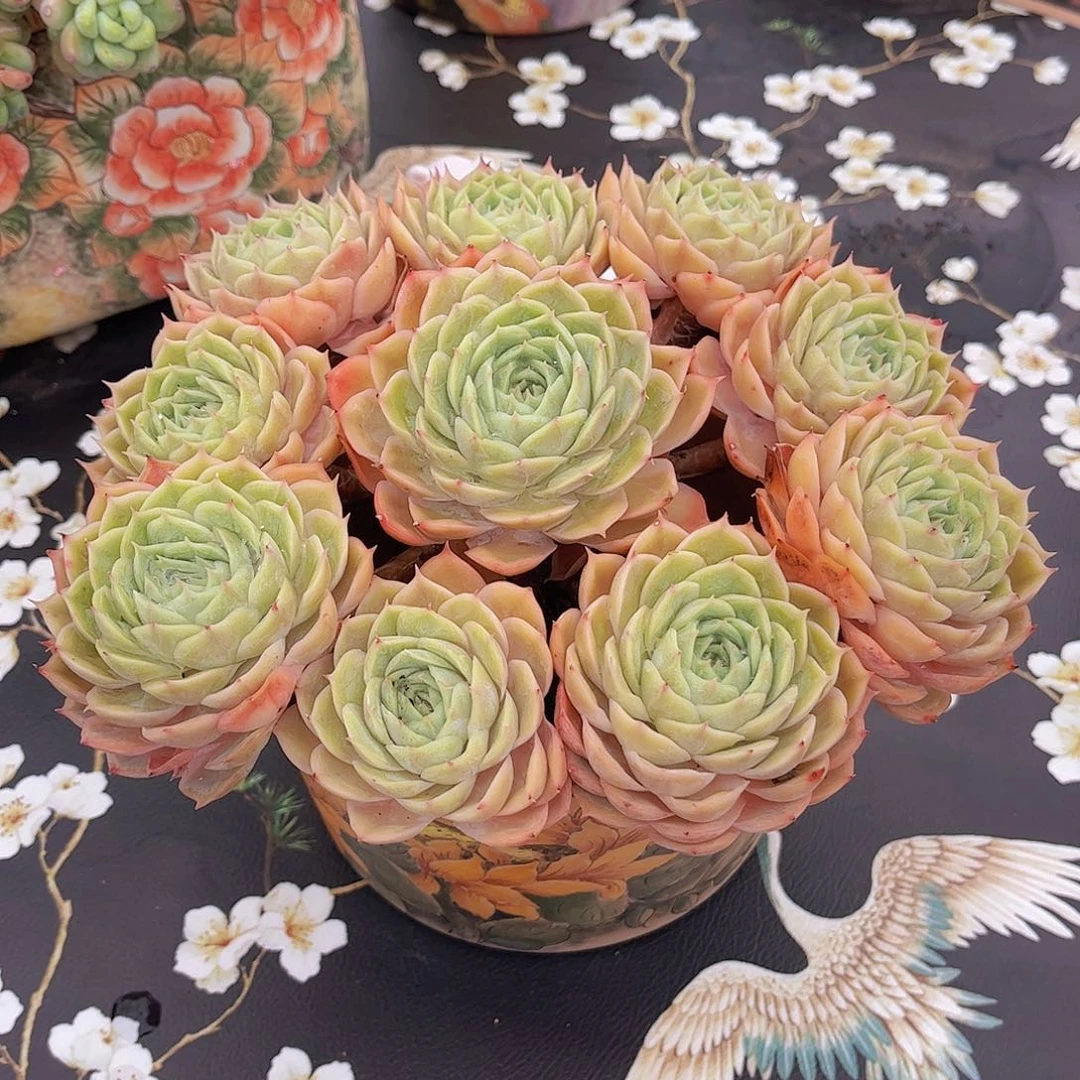 韩版昂斯洛捧花多肉
