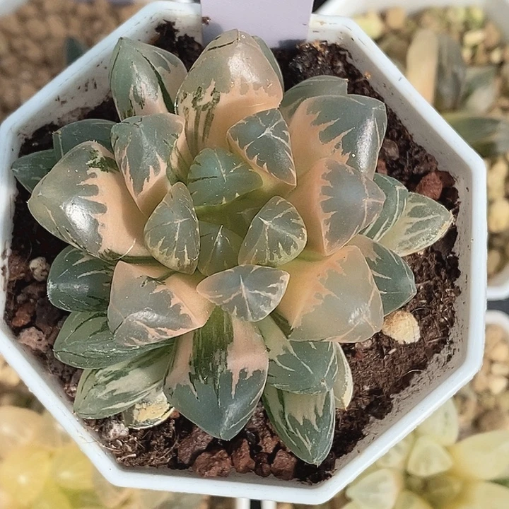 玉露十二卷多肉植物