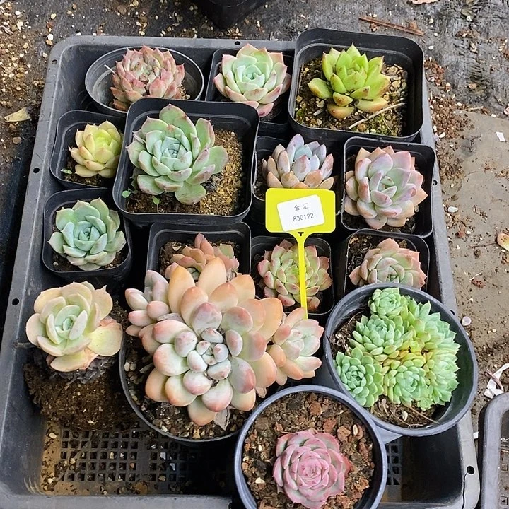 福利多多830122一筐