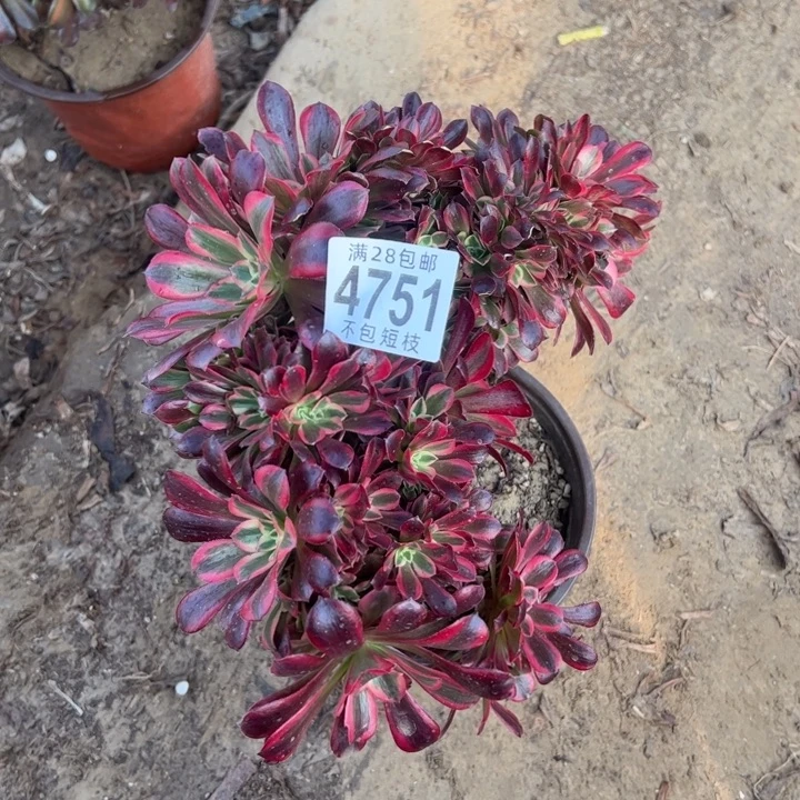 美杜莎缀多肉植物4751