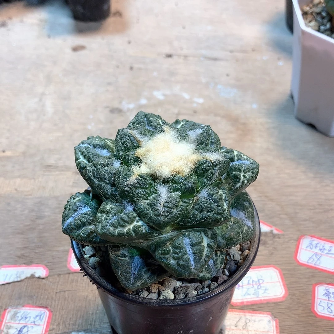 志贺龟甲苗接没根