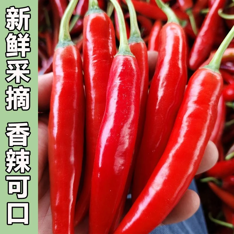 【云南美人椒】红辣椒新鲜美人红线椒长线美人椒微辣鲜椒泡菜