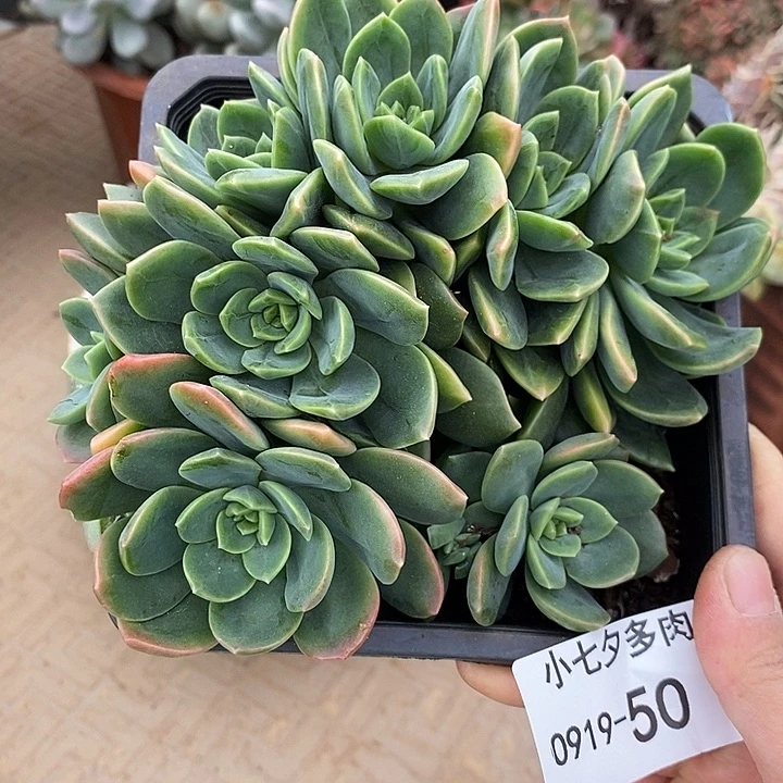 小七夕多肉翠鸟50