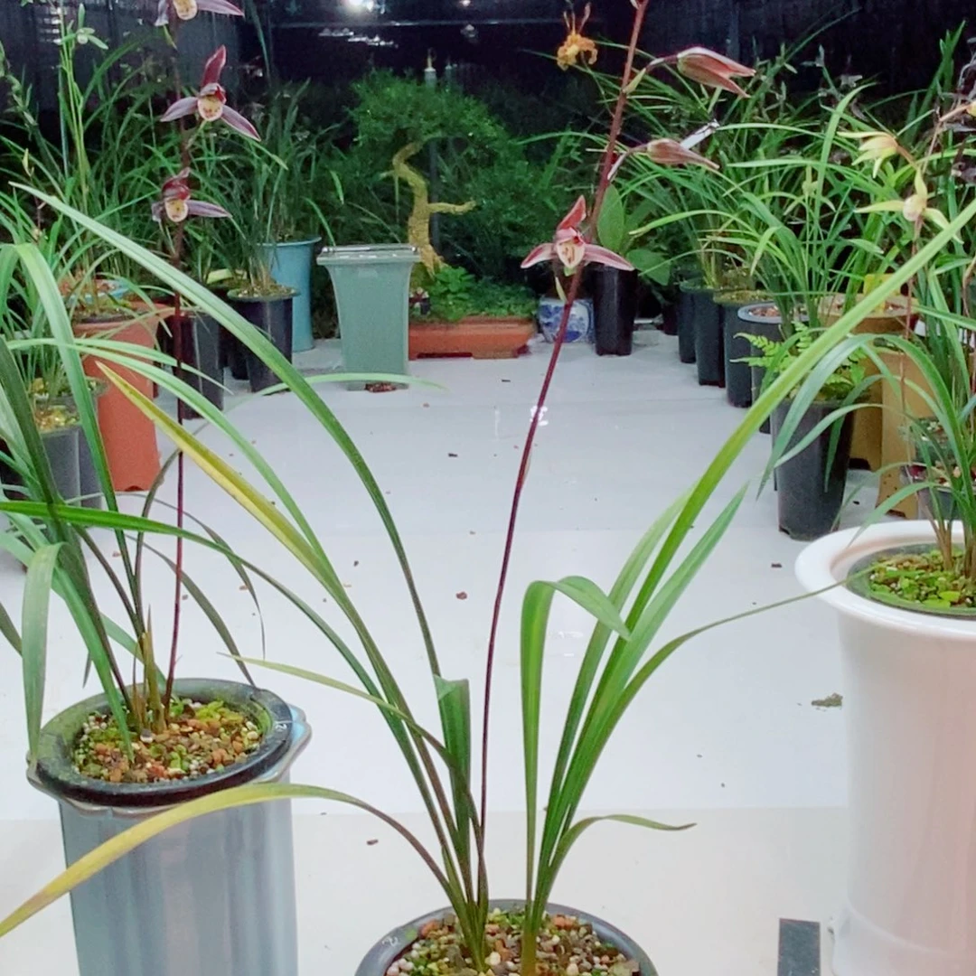 平***儿完全开放宝山红2个头带花