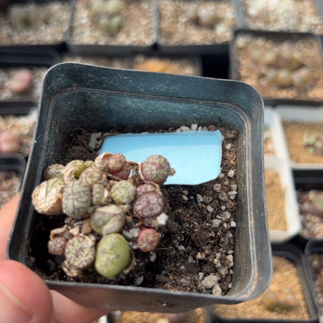 离****？22-54肉锥多肉植物，