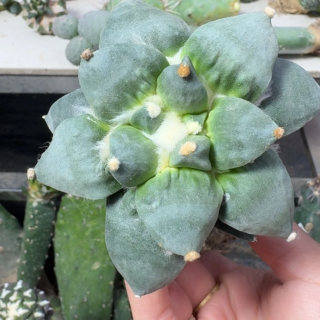 全部花朵村怒潜力股900