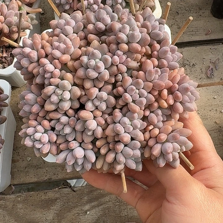 星带路多肉植物的生长