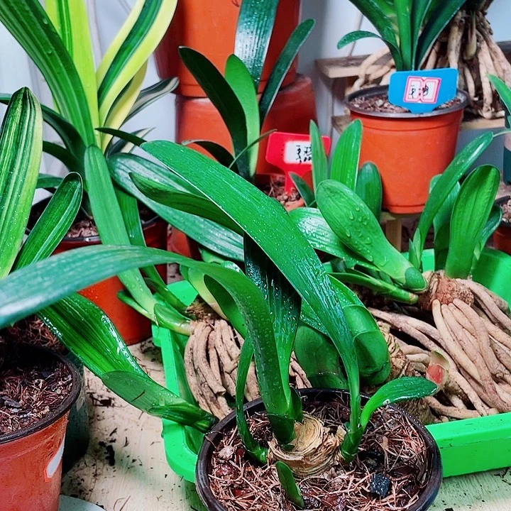 完全开放君子兰好看