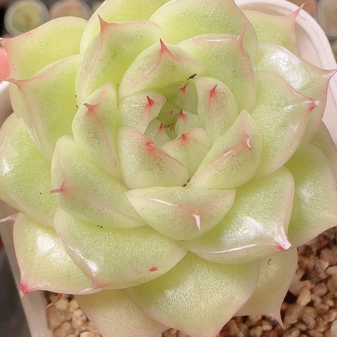 花语逸镜1126-340
