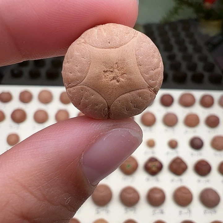 凤眼菩提吊坠五星