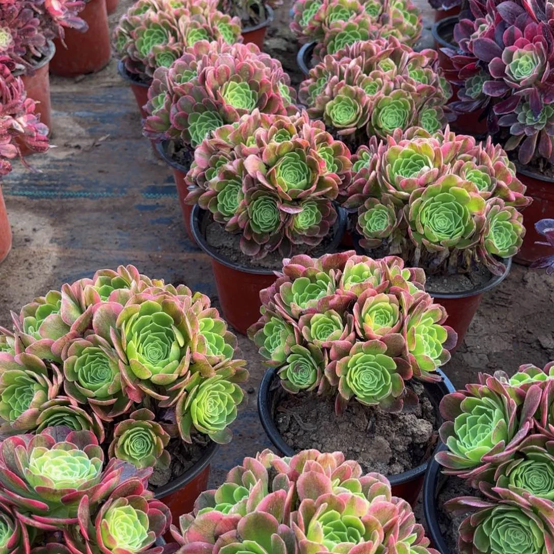 万奶白绣球9.9法师多肉